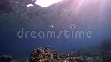 水下阳光下的可爱珊瑚和红海苏丹的小牙齿皇帝莱特利努斯微登